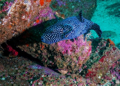 Black and white spotted fish
